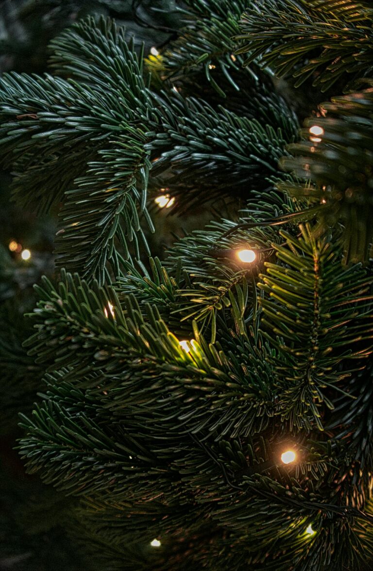 pexels-nickcollins-1684236