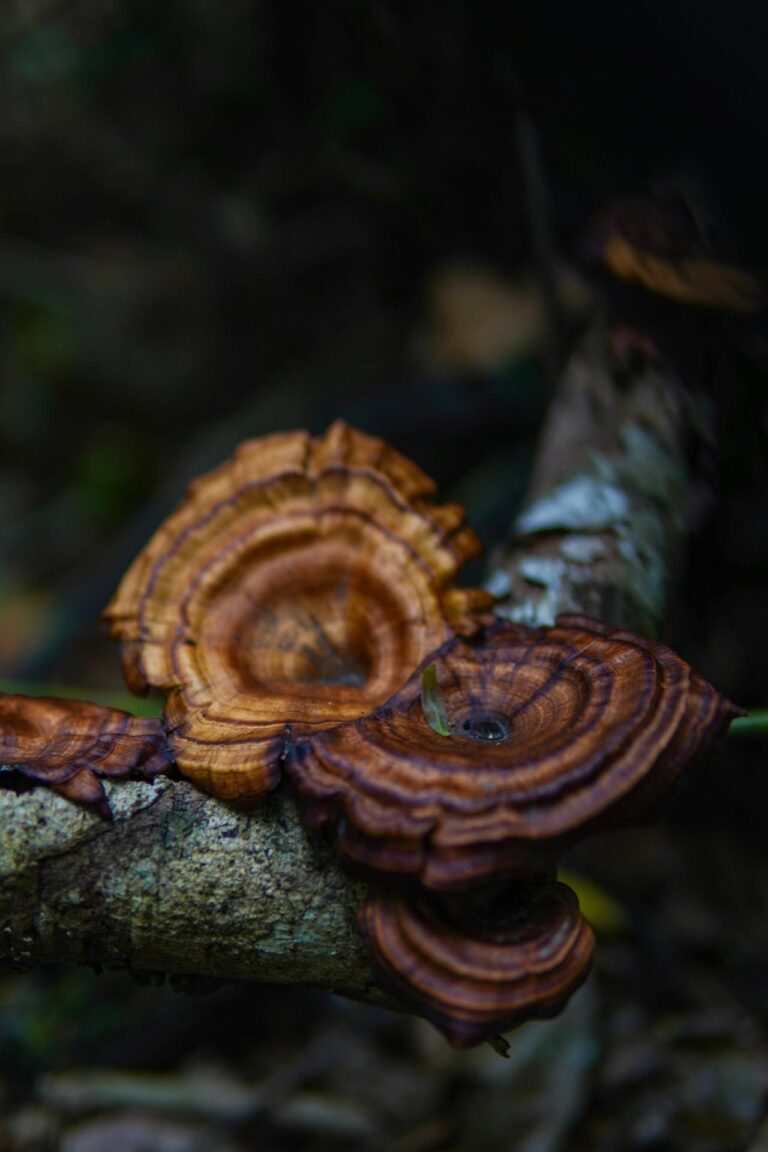 pexels-paul-1683381-29215990