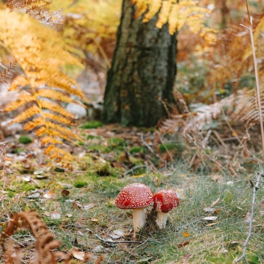 pexels-line-knipst-574109081-28987433 pexels-line-knipst-574109081-28987433